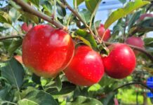 Maçãs da Epagri são premiadas na Itália