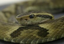 Secretaria da Saúde alerta para o risco de acidentes com animais peçonhentos