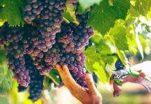 Safra de uvas 2025 em SC é uma das melhores dos últimos anos