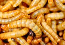 União Europeia aprova uso de “vermes da farinha” em alimentos