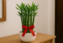 Bambu da Sorte: Origem, simbologia e como posicioná-lo para Feng Shui