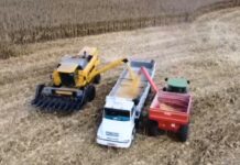 Colheita do milho avança em Tangará com expectativa de boa safra