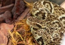 Homem é socorrido após picada de jararaca em Luzerna