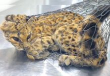 Polícia Militar Ambiental resgata jaguatirica atropelada em Caçador