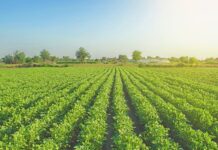 Sebrae/SC reúne lideranças para discutir a agroindustrialização