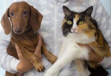 Benefícios da castração para cães e gatos: O que você precisa saber