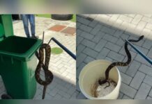 Cobra venenosa é encontrada em parquinho de SC