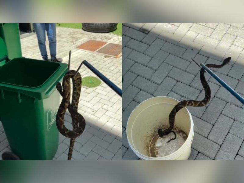 Cobra venenosa é encontrada em parquinho de SC