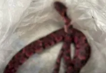 Homem vomita cobra inteira em unidade de saúde no Ceará