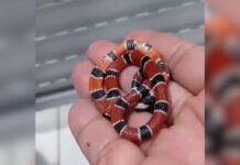 Vigilante de SC mata cobra venenosa com mordida após picada