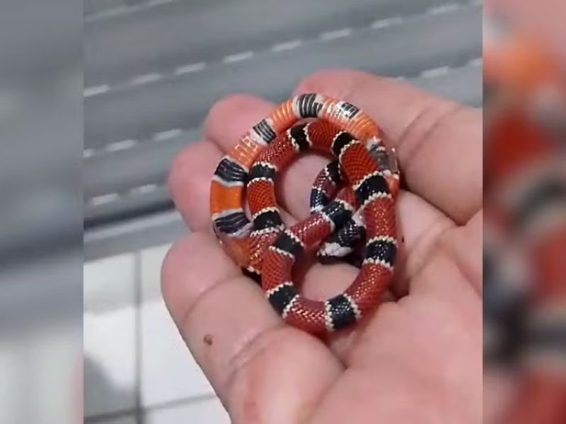 Vigilante de SC mata cobra venenosa com mordida após picada