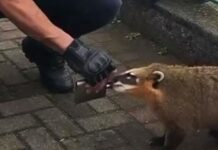 Homem é investigado por dar bebida a quati na Serra de SC