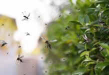 Ações contra a dengue em Videira: Carro de inseticida passará pela cidade