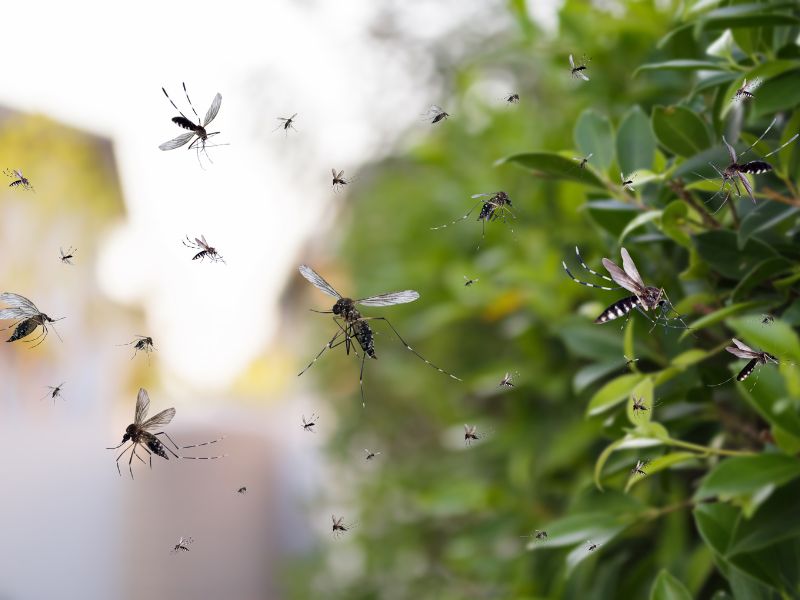 Ações contra a dengue em Videira: Carro de inseticida passará pela cidade