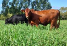 Epagri monitora a emissão de gases do efeito estufa na pecuária de SC