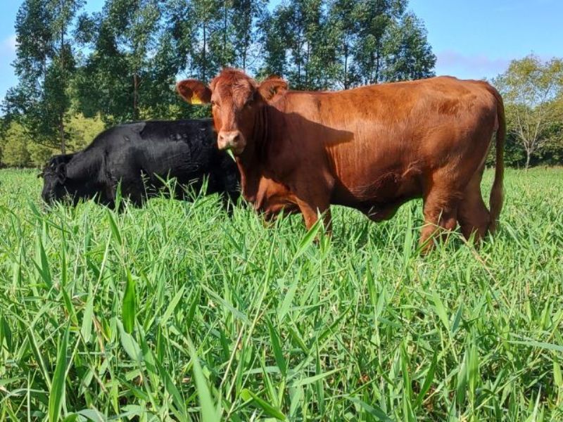 Epagri monitora a emissão de gases do efeito estufa na pecuária de SC