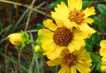 Planta ameaçada de extinção é encontrada em SC após 50 anos