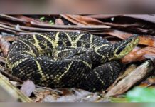 Criança de 7 anos é picada por serpente venenosa em SC
