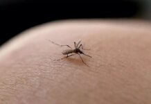 Jovem de 22 anos morre com Chikungunya em Xanxerê