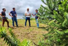 Epagri desenvolve araucárias enxertadas para a produção de pinhão precoce