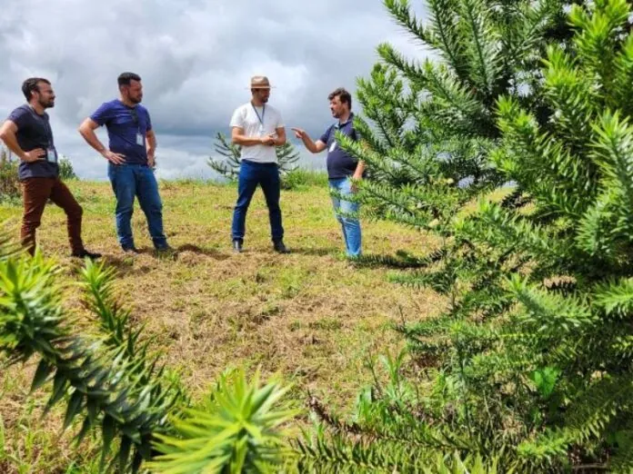 Epagri desenvolve araucárias enxertadas para a produção de pinhão precoce