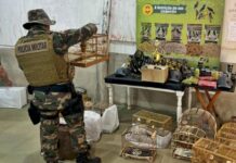 Pássaros silvestres são soltos após ação contra torneio ilegal em SC