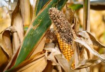 Estiagem: 13 cidades de SC decretam situação de emergência