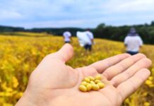 Produção de soja em SC cresceu 275% nos últimos doze anos