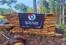 Polícia Ambiental apreende mais de 15 m³ de madeira de espécie ameaçada de extinção