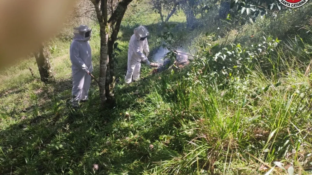 Enxame de abelhas ataca homem e mata cachorro em Santa Cecília