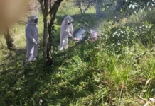 Enxame de abelhas ataca homem e mata cachorro em Santa Cecília