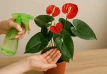 Antúrio: como garantir o crescimento saudável em espaços internos