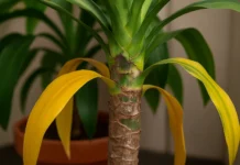 O que fazer quando o pau-d’água começa a amarelar do tronco para cima