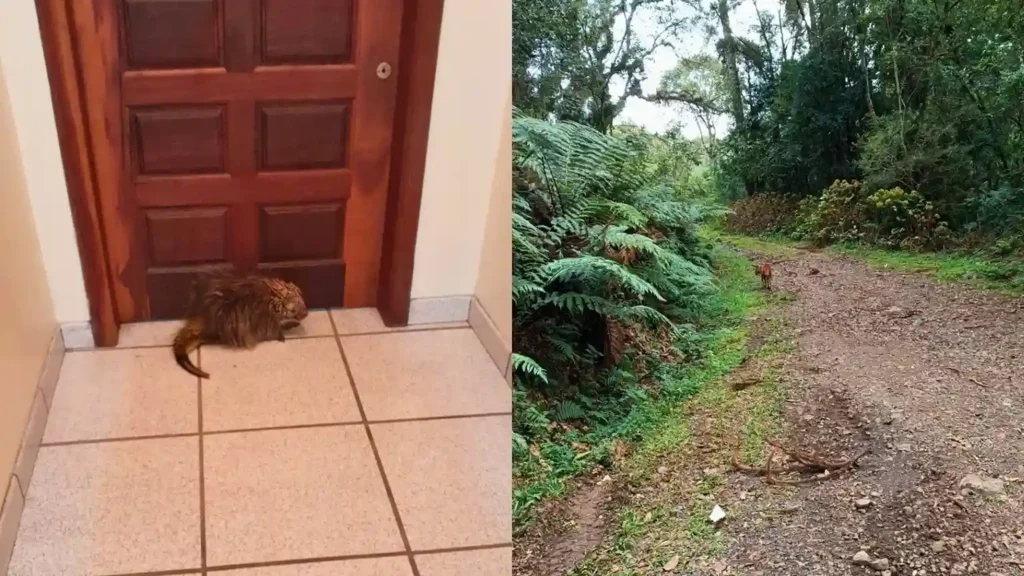 Ouriço e veado são resgatados em áreas urbanas do Meio-Oeste