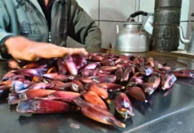 Safra do pinhão 2025 deve ter queda de 35% em SC