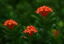 Suas Ixoras estão perdendo flores? Estes são os 5 erros mais comuns