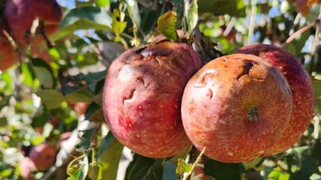 Epagri confirma perdas na agricultura após granizo no final de semana