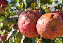 Epagri confirma perdas na agricultura após granizo no final de semana