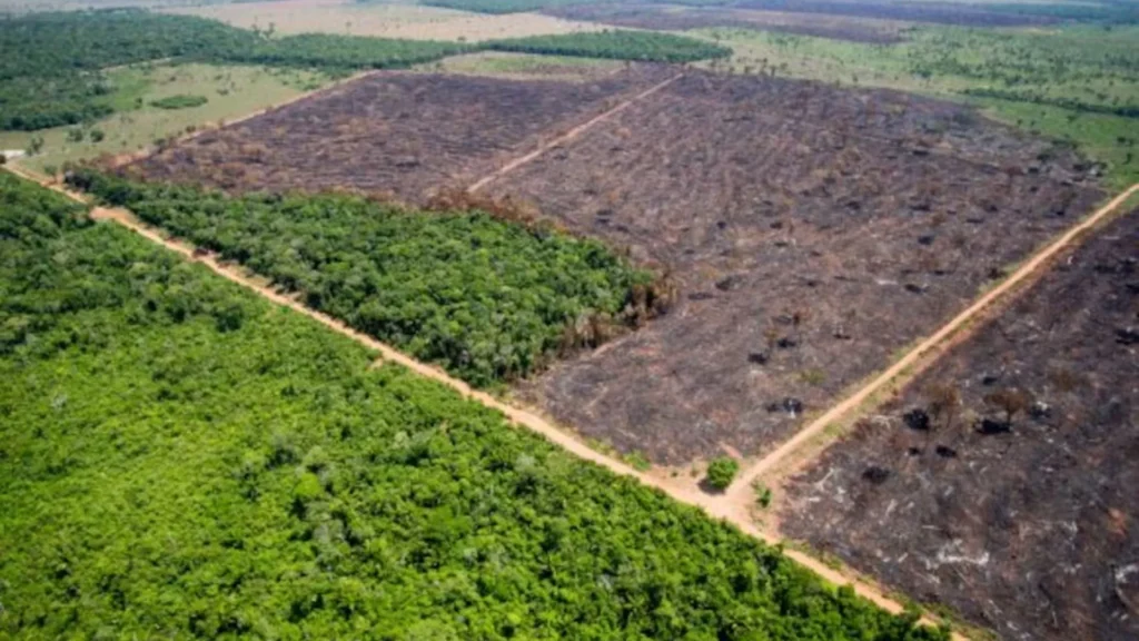 Desmatamento na Amazônia legal cresce 18% entre 2024 e 2025