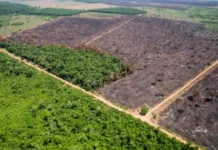 Desmatamento na Amazônia legal cresce 18% entre 2024 e 2025