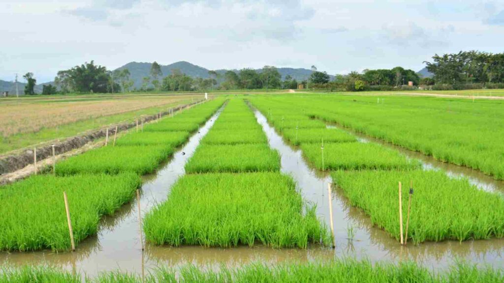 SC colhe 1,2 milhão de toneladas de arroz em 2025