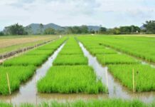 SC colhe 1,2 milhão de toneladas de arroz em 2025