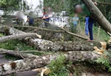 Árvore cai sobre carro e interdita rodovia SC-355