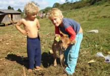 Santa Catarina comemora o pioneirismo na identificação de bovinos e bubalinos