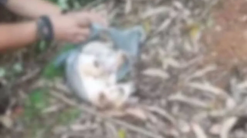 Polícia salva cachorro após tutor tentar matá-lo