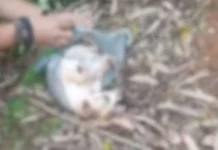 Polícia salva cachorro após tutor tentar matá-lo