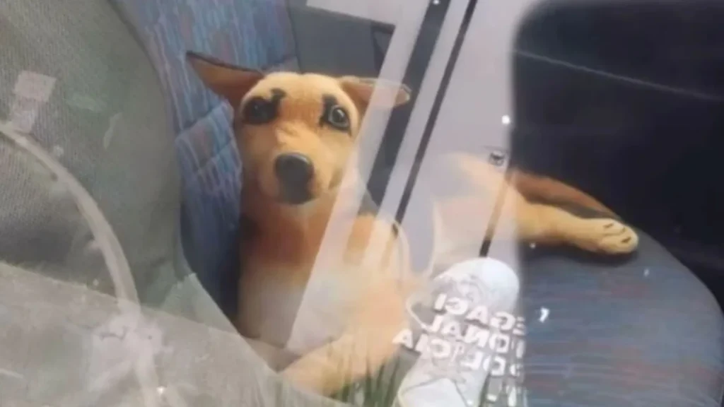 PM atende denúncia de cachorro trancado em carro e descobre que era pelúcia