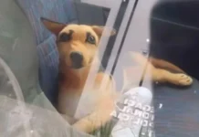 PM atende denúncia de cachorro trancado em carro e descobre que era pelúcia