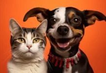 Cães e gatos agora podem ter RG Animal gratuito com validade nacional