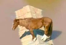 Um ano depois das enchentes no RS: veja como está o Cavalo Caramelo